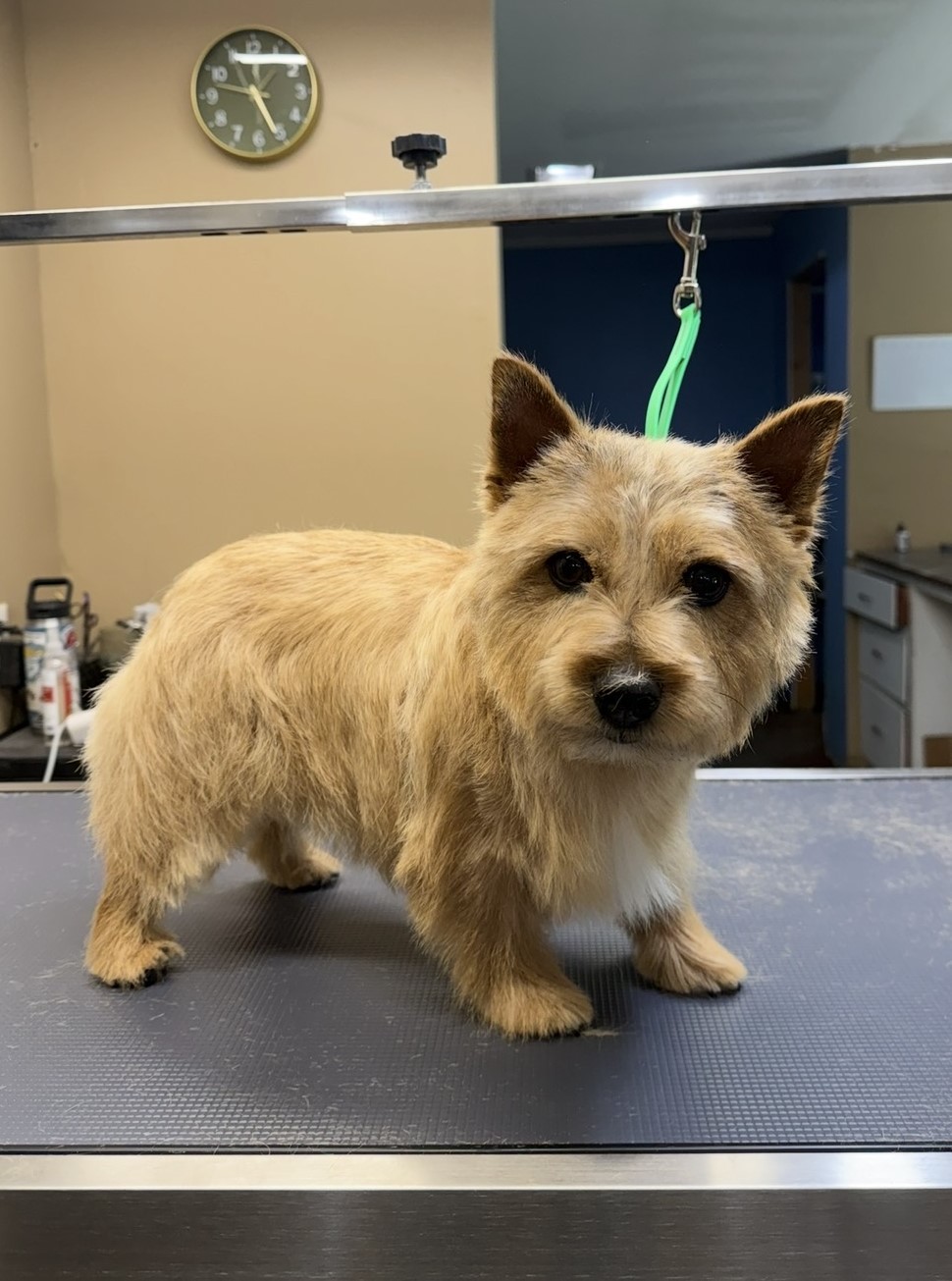 Josie after a hand-stripping appointment