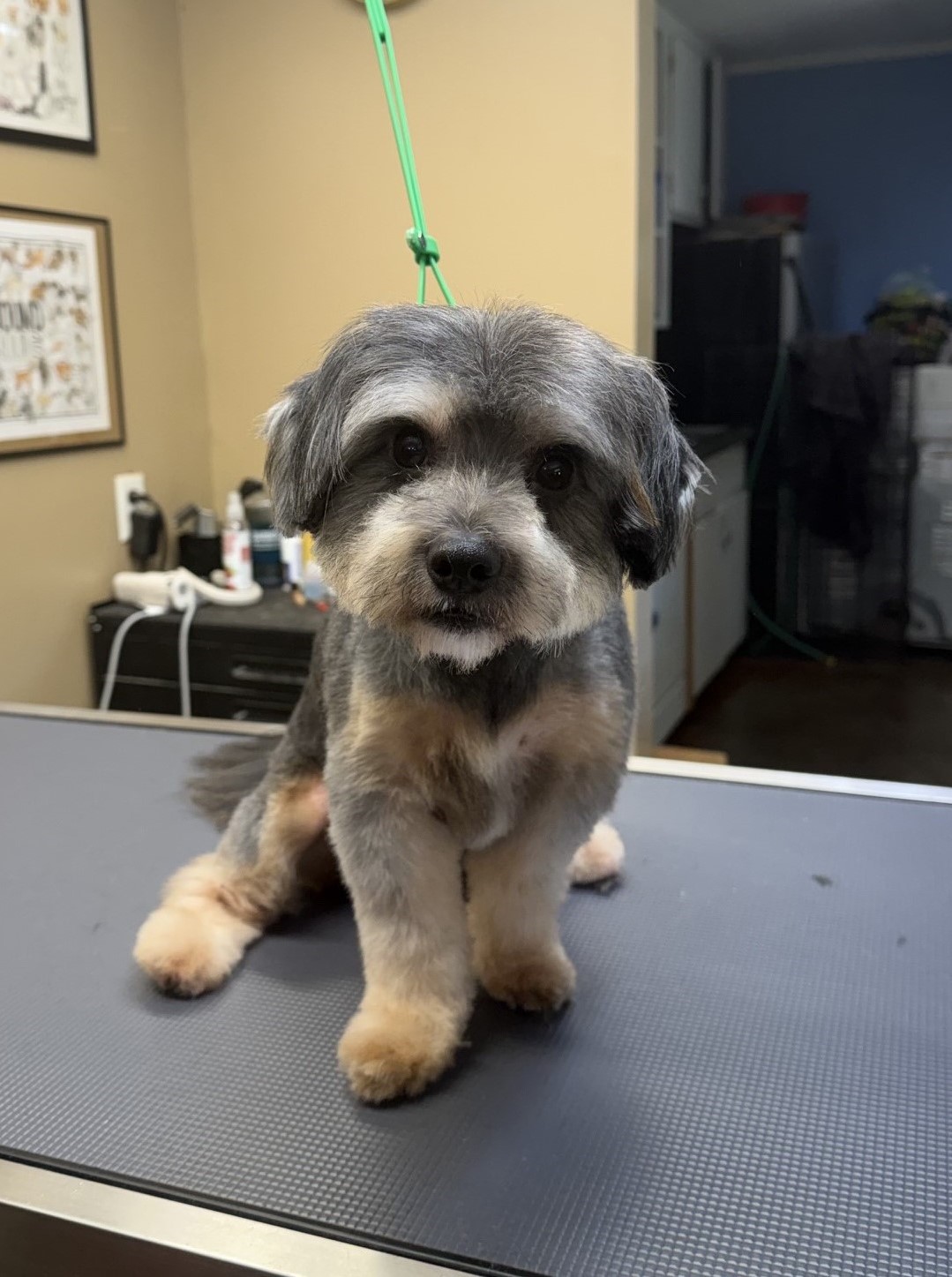 Dudley with a teddy bear style haircut