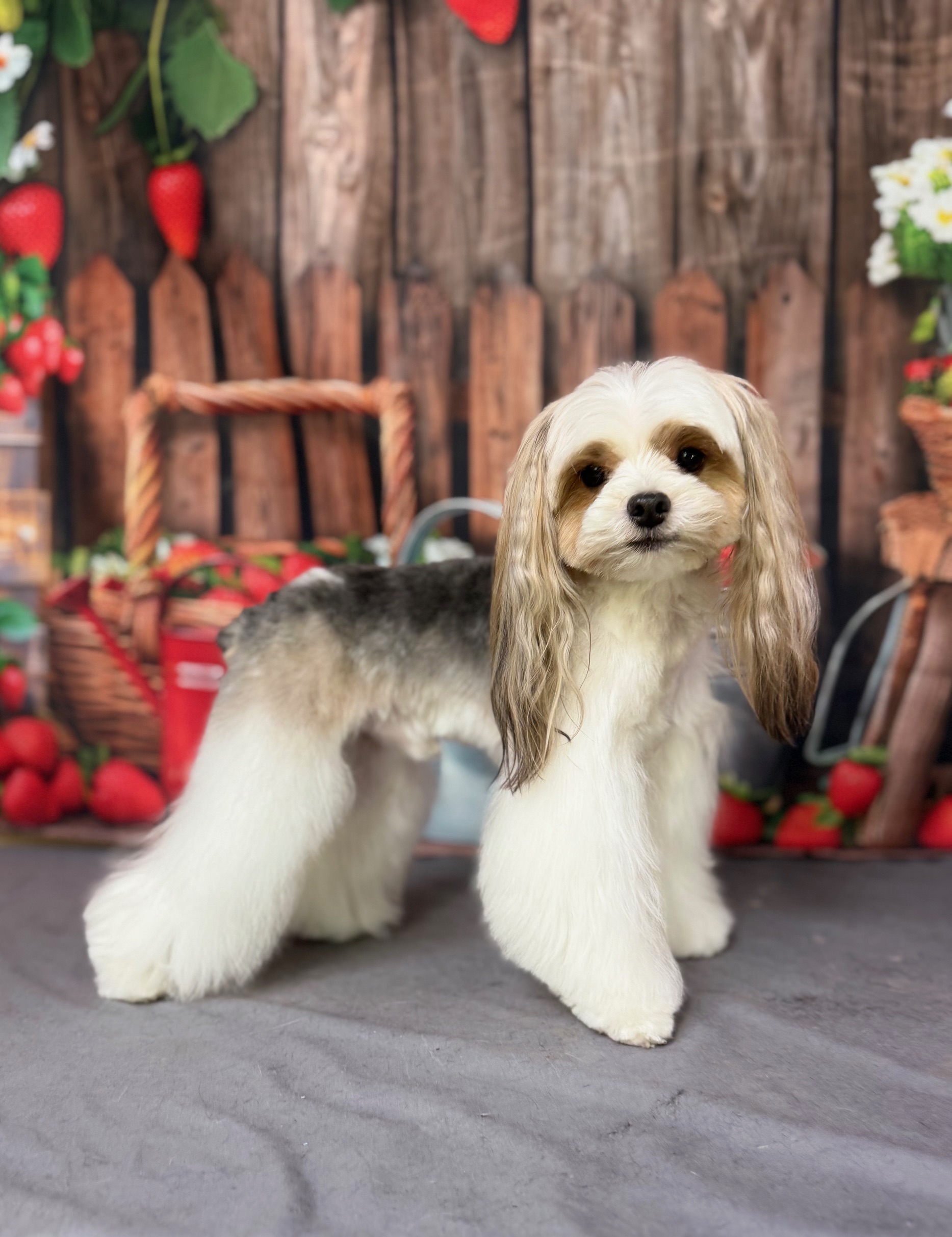 Sam after a grooming appointment